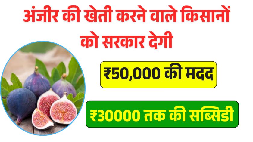 Bihar Anjeer Vikas Yojana 2025